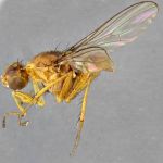 Sepsidae-000089-rubiginosa