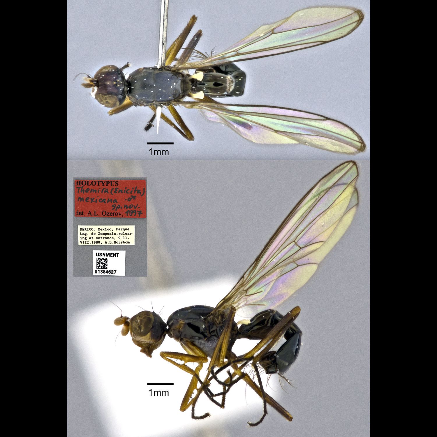 Specimen Photo Medium Resolution