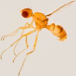 Sepsidae-000143-erythromyrmus