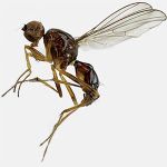 Sepsidae-000271-pronodosa