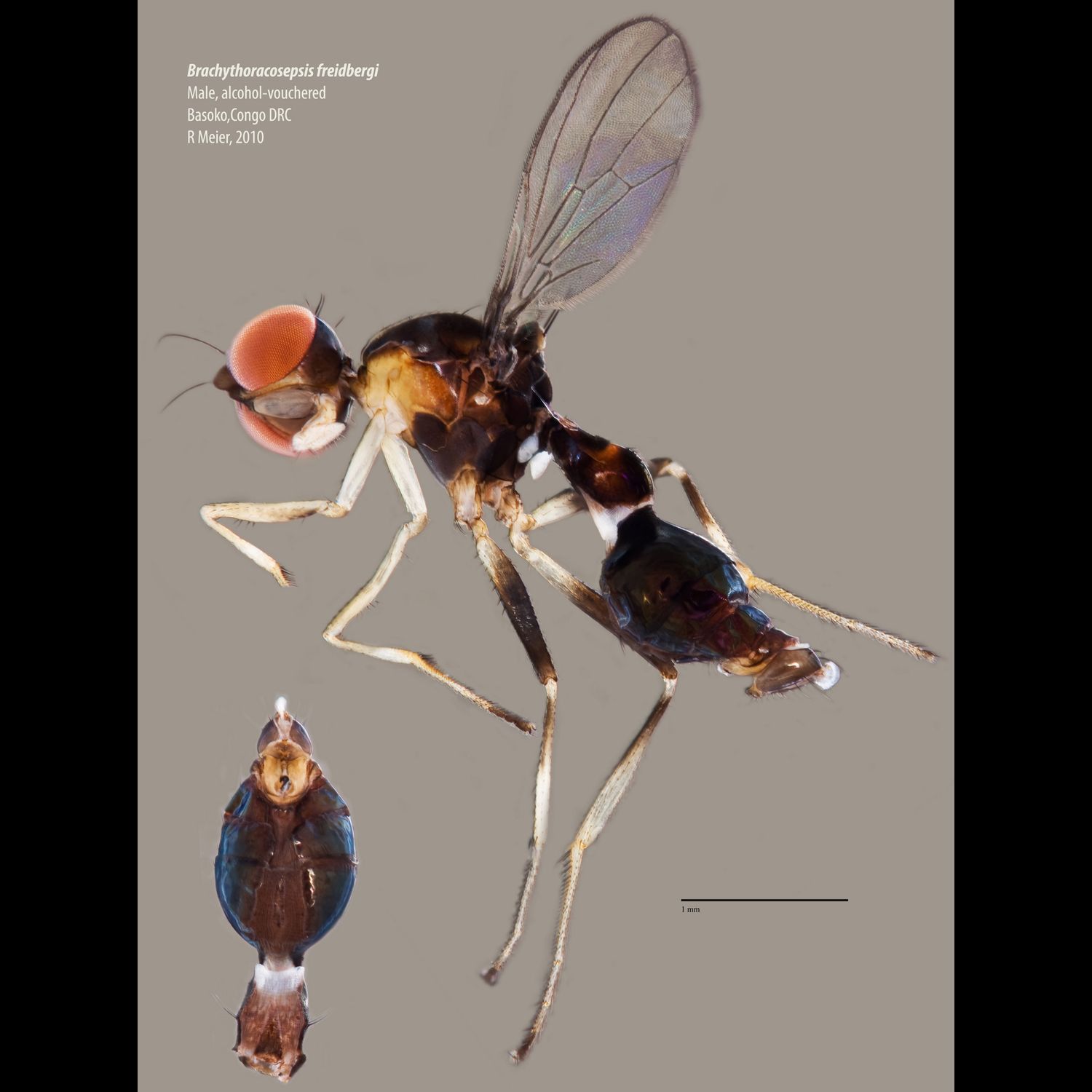 Specimen Photo Medium Resolution