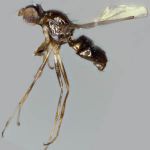 Sepsidae-000129-steyskali