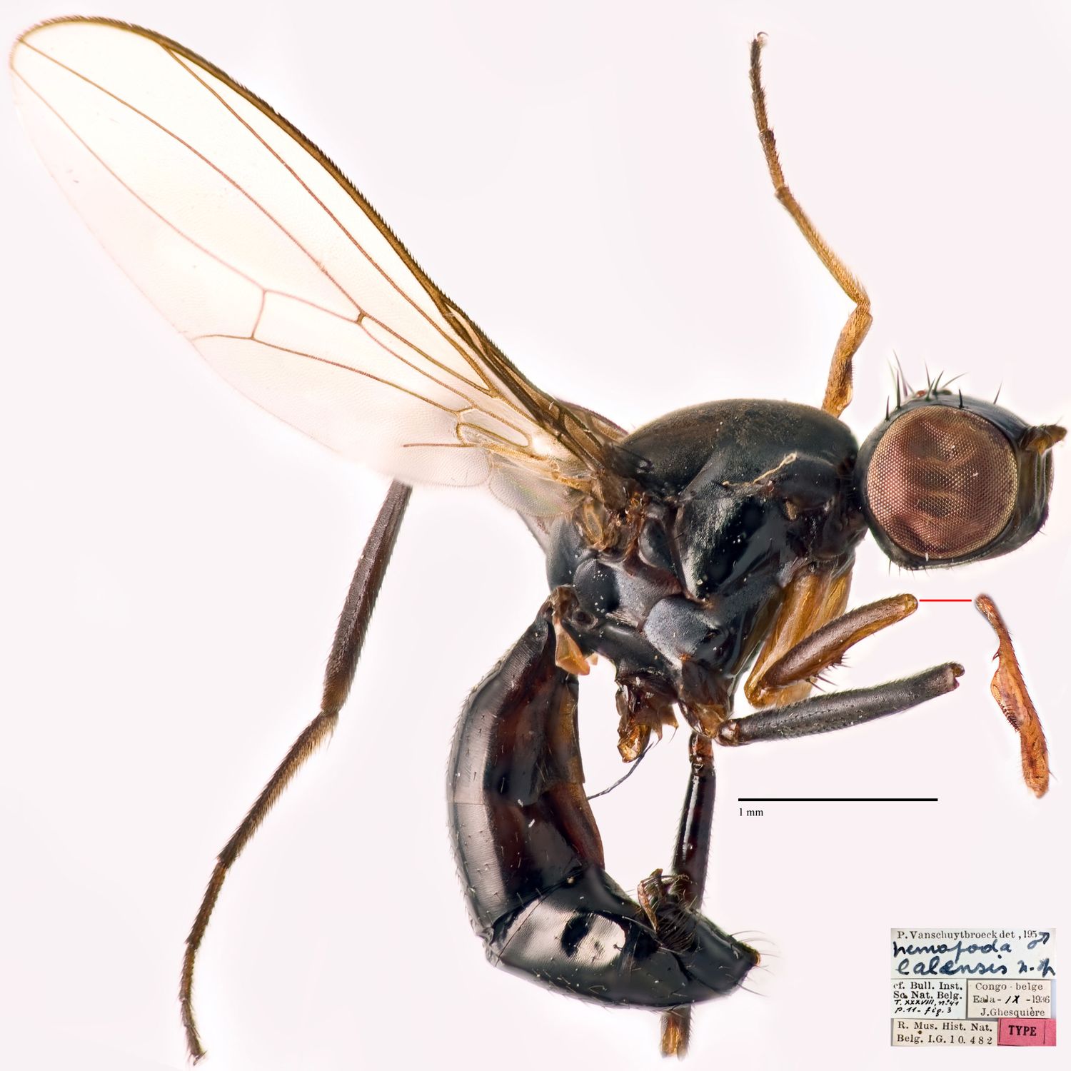 Specimen Photo Medium Resolution