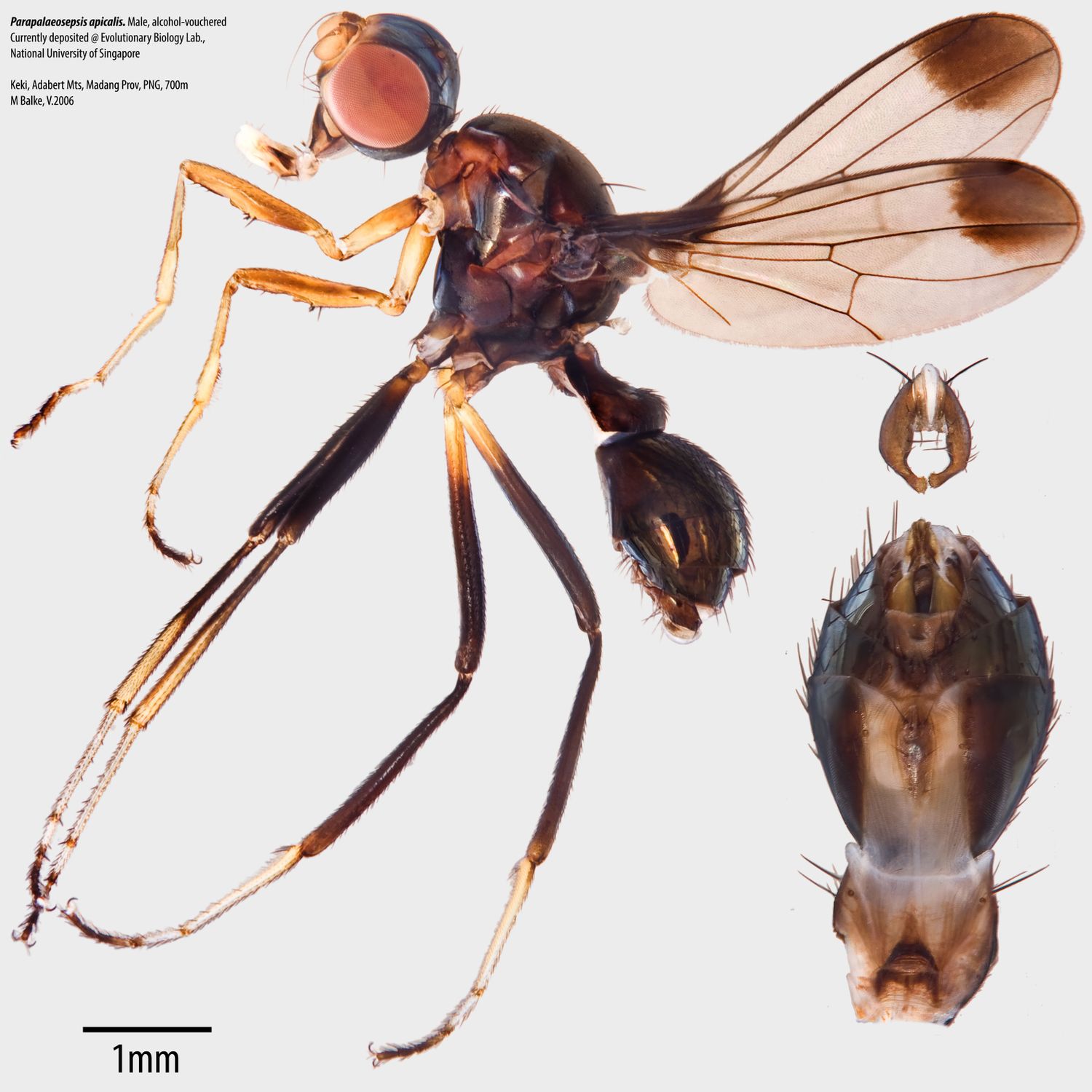 Specimen Photo Medium Resolution