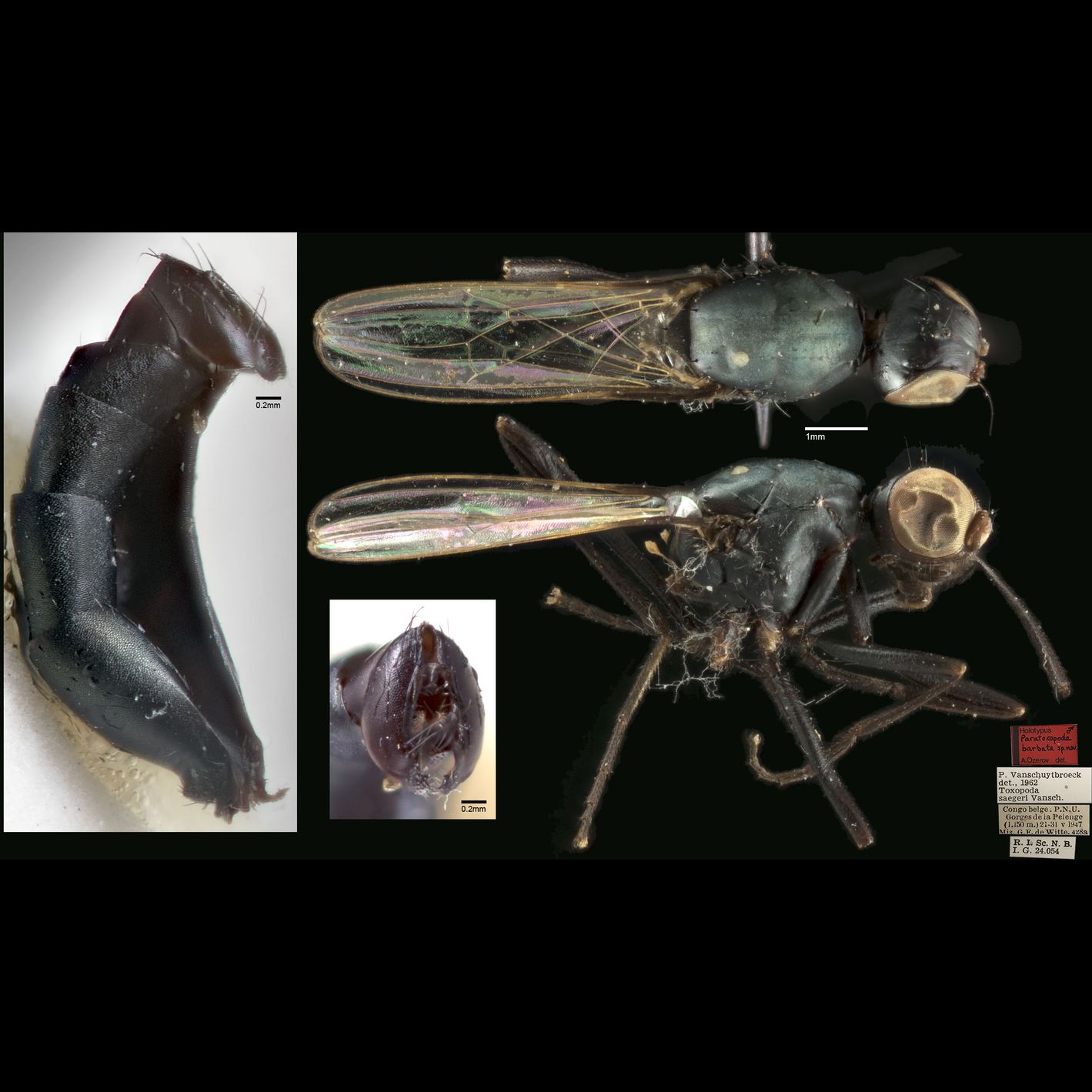 Specimen Photo Medium Resolution