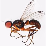 Sepsidae-000259-neocynipsea