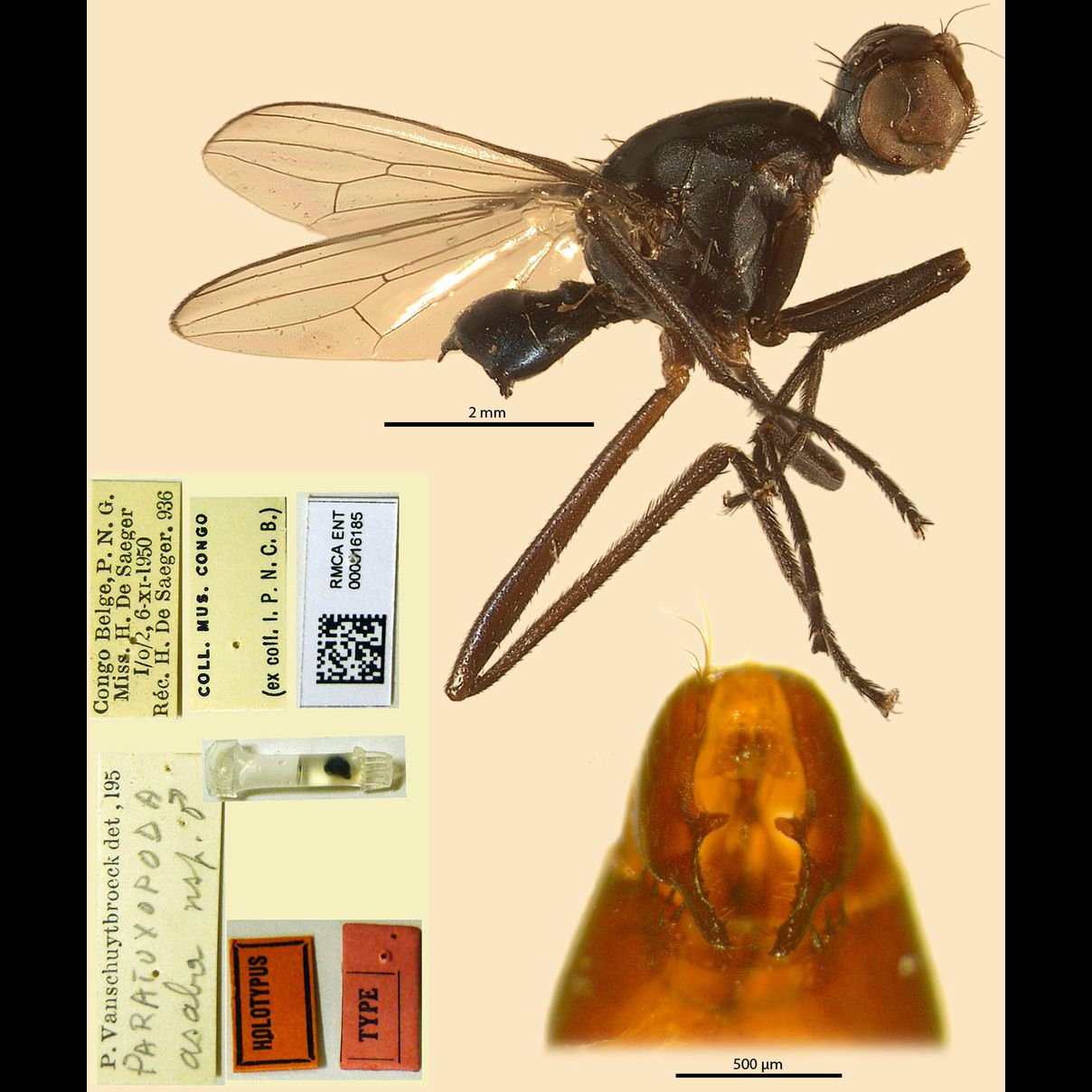 Specimen Photo Medium Resolution