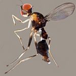 Sepsidae-000037-freidbergi