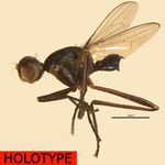 Sepsidae-000169-asaba